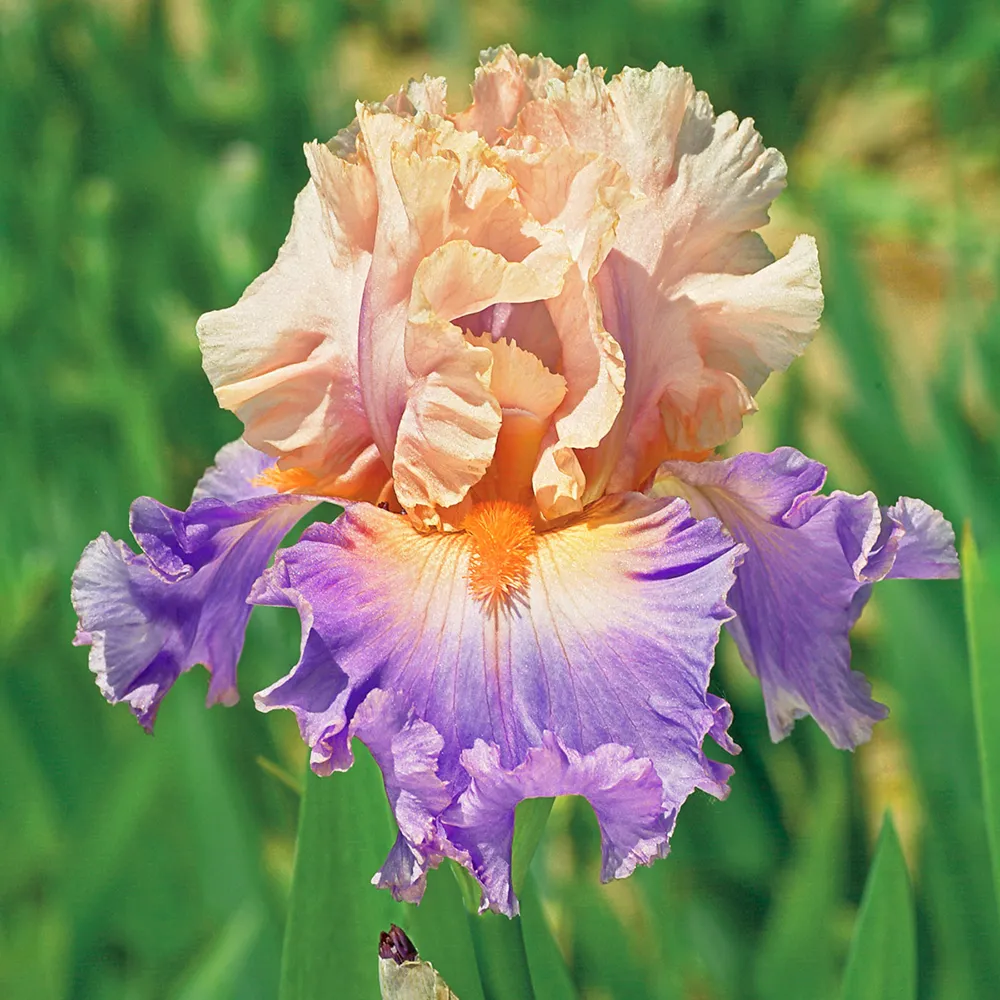 German Iris Discovered Treasure