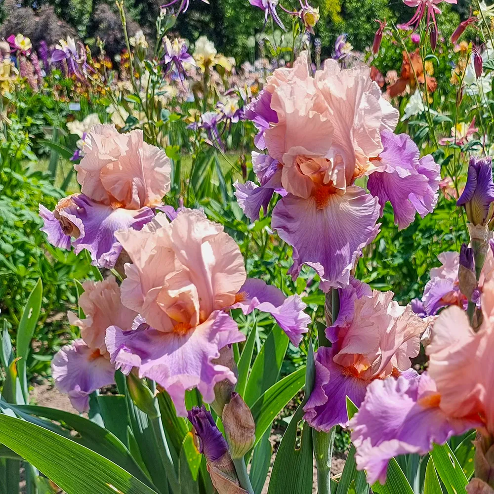 German Iris Discovered Treasure - Image 2