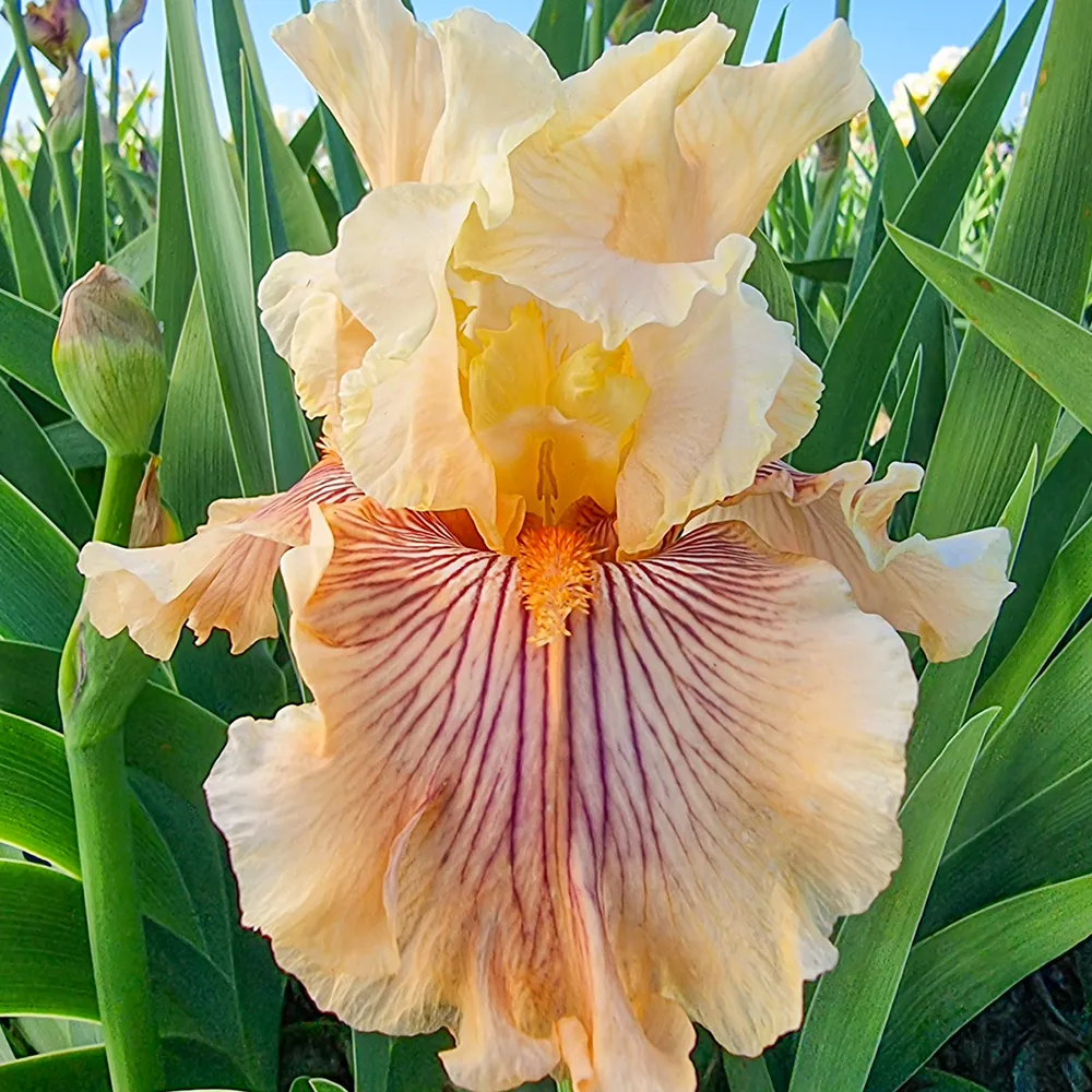 German Iris Escape from Boredom - Image 3