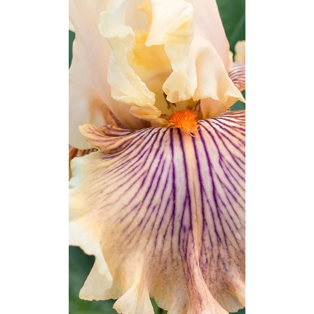 German Iris Escape from Boredom - Image 4