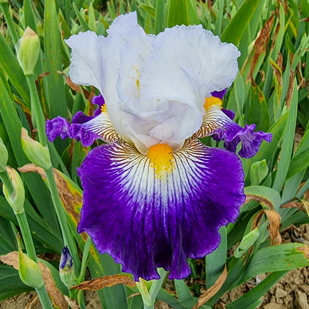 German Iris Flash of Light - Image 4