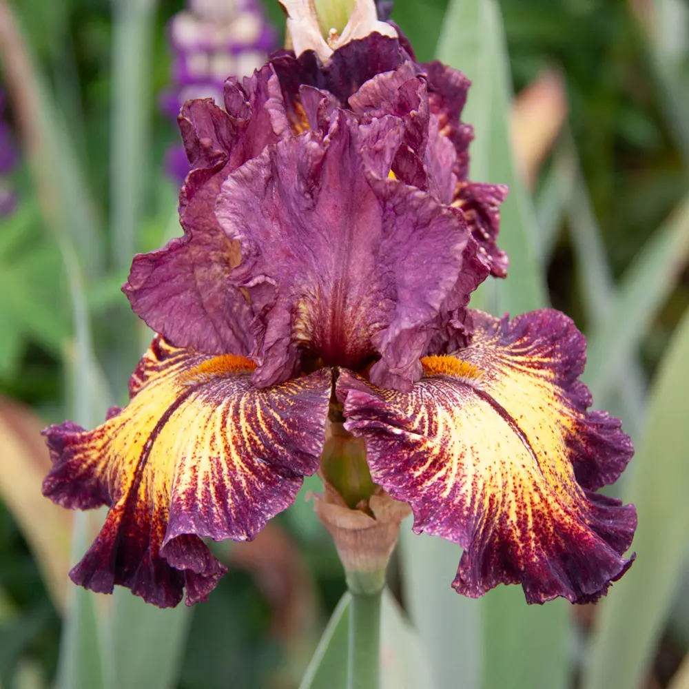 German Iris High Octane - Image 3
