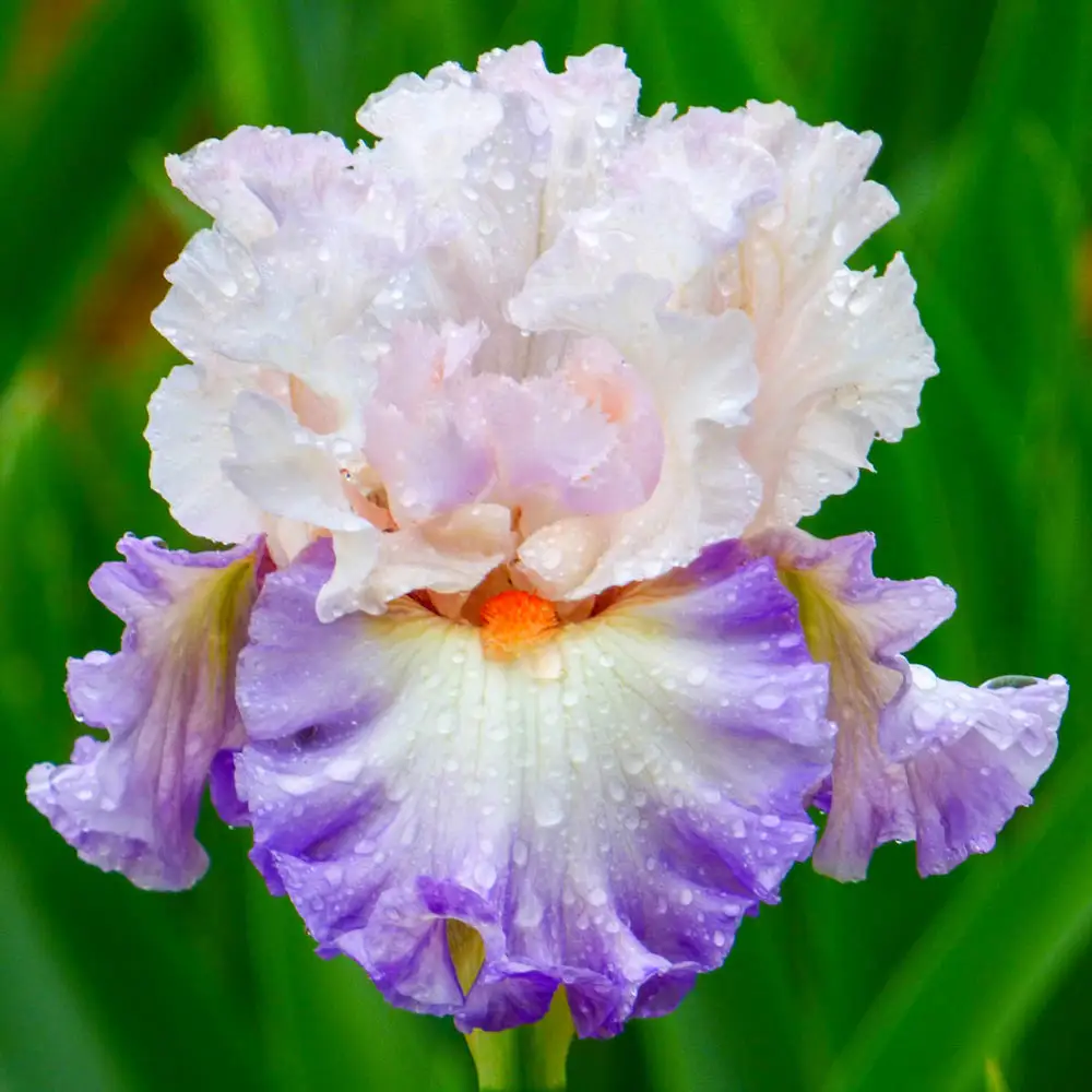 German Iris Polite Applause