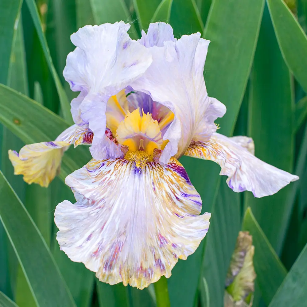 German Iris Python'z Parasol - Image 2