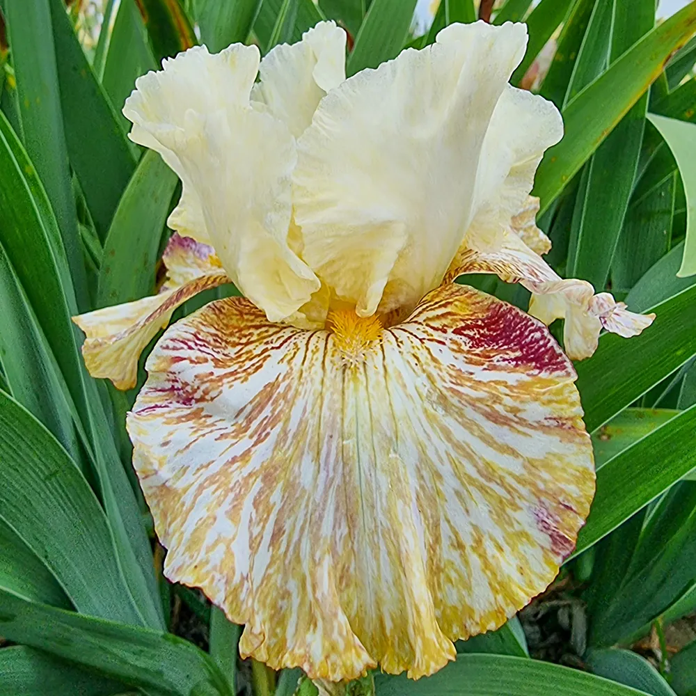 German Iris Snow Tiger