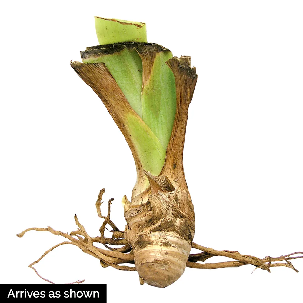 German Iris Snow Tiger - Image 3