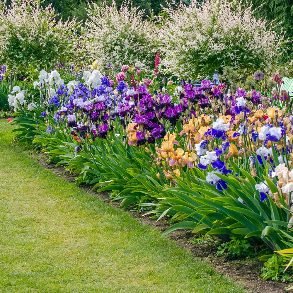 Tall Reblooming German Iris Mixture - Image 3