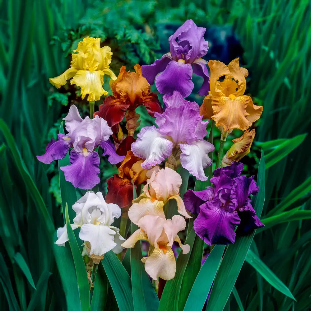 Tall Reblooming German Iris Mixture - Image 4