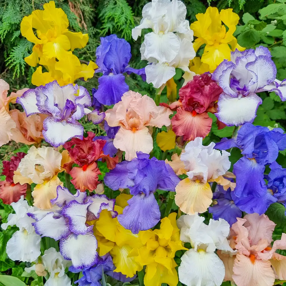 Tall Reblooming German Iris Mixture - Image 6