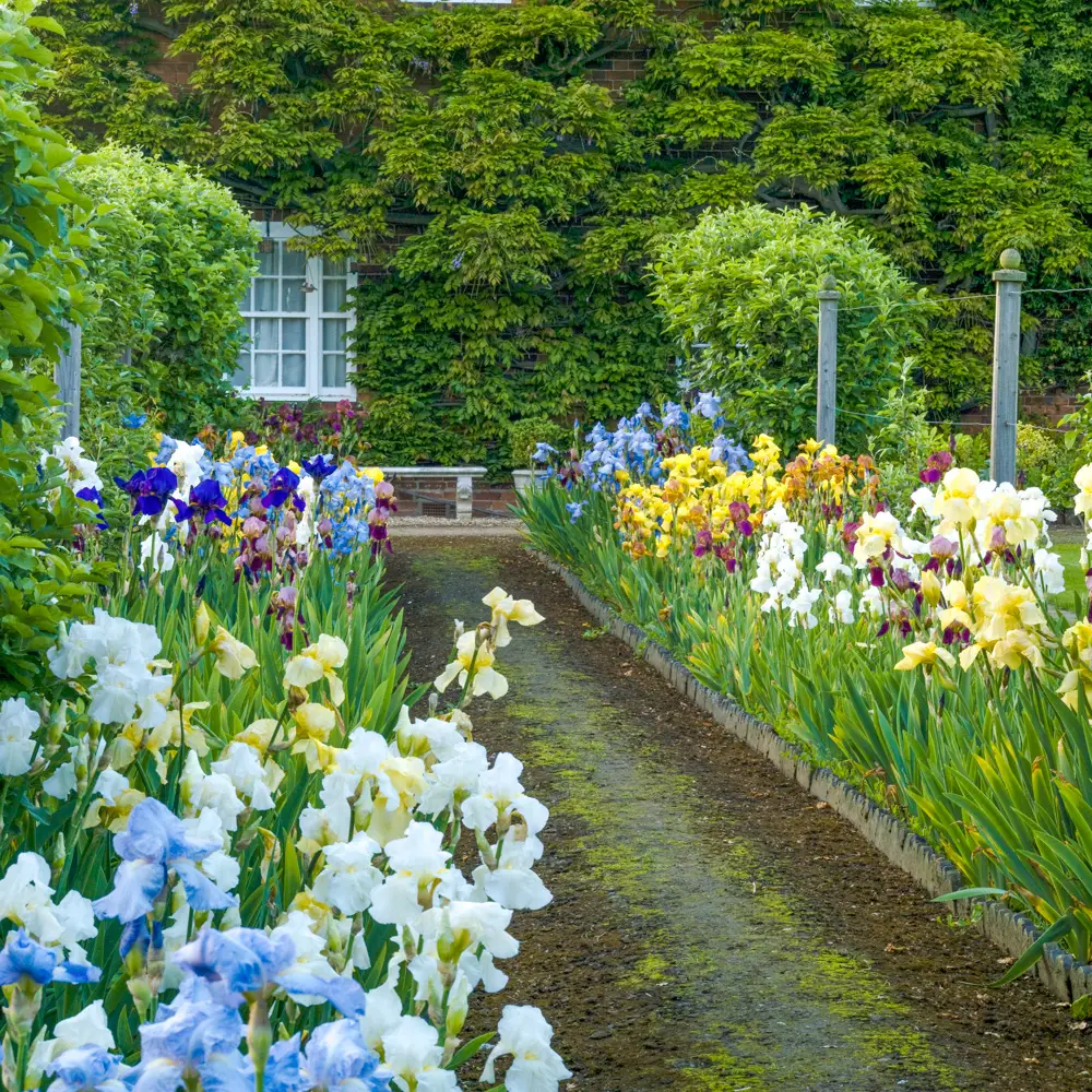Tall Reblooming German Iris Mixture - Image 7