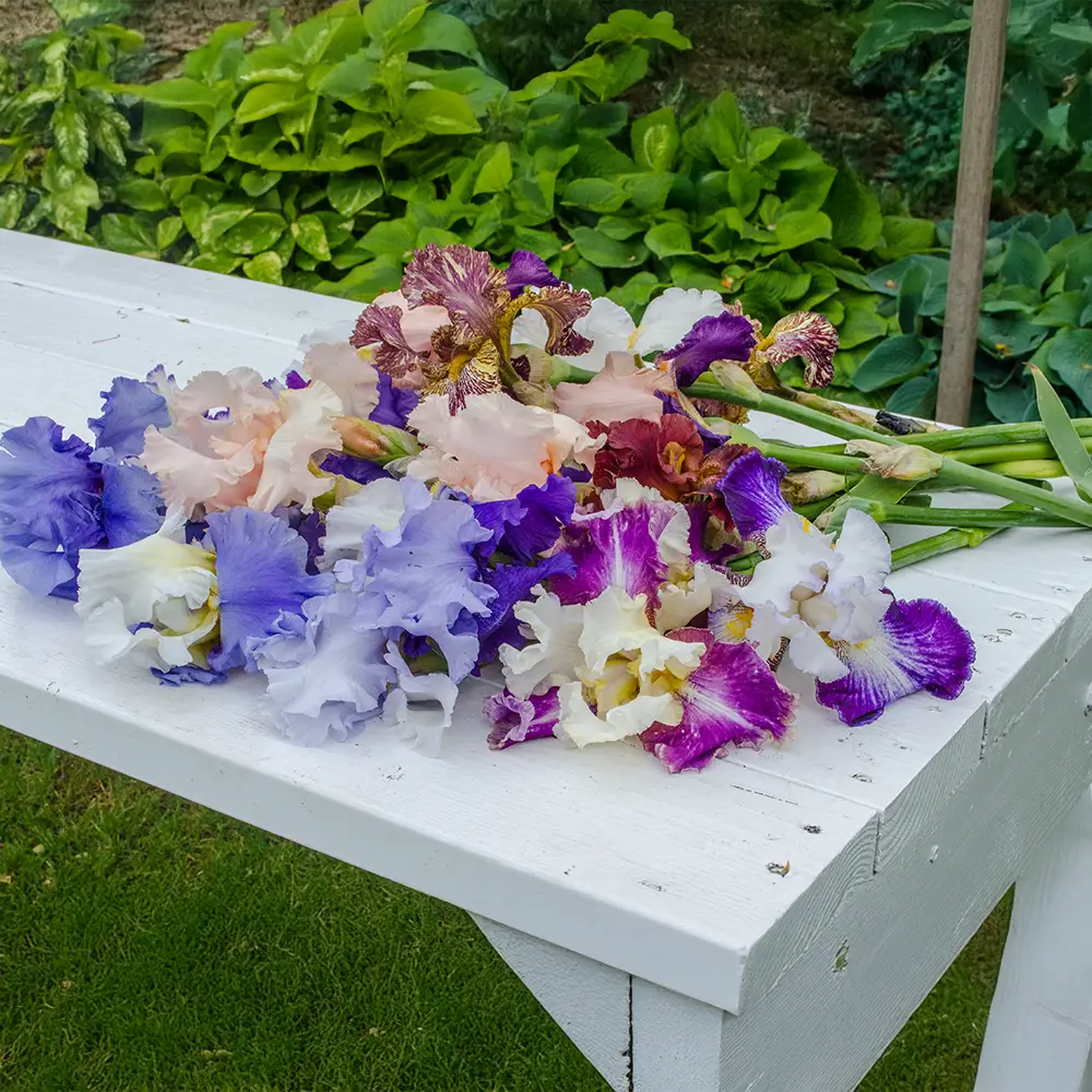 Tall Reblooming German Iris Mixture - Image 8