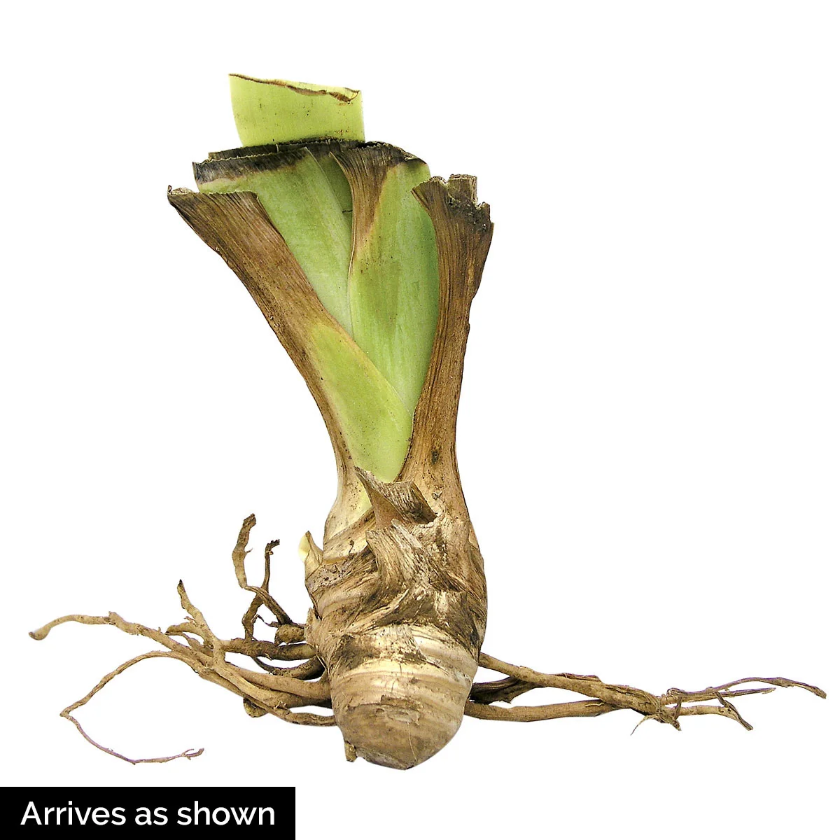 Tall Reblooming German Iris Mixture - Image 9
