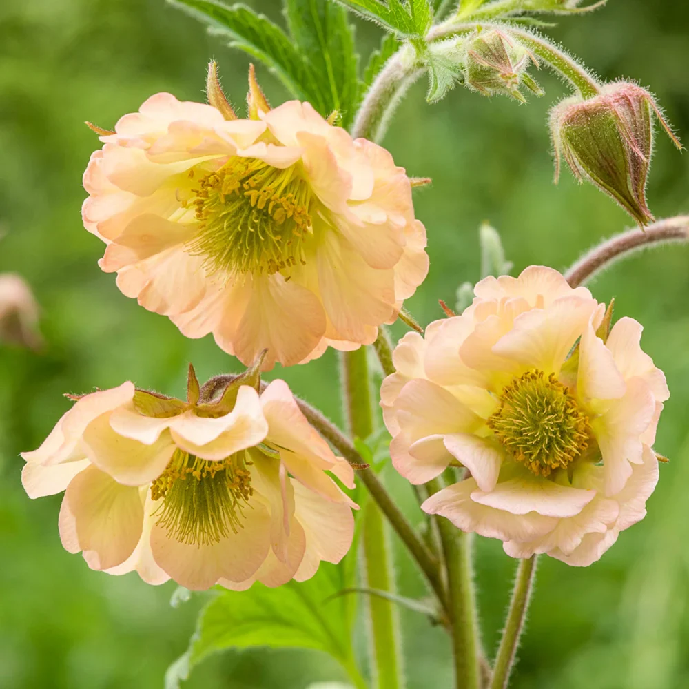 Geum Apricot Pearl