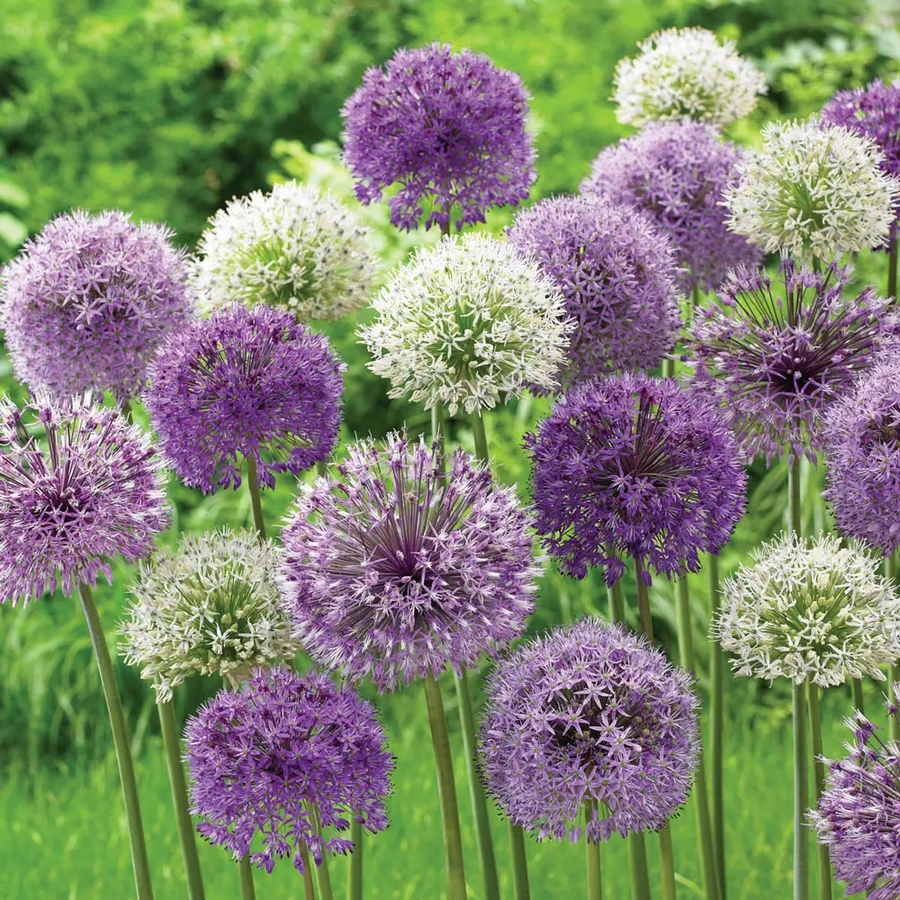 Giant Allium Duet - Image 3