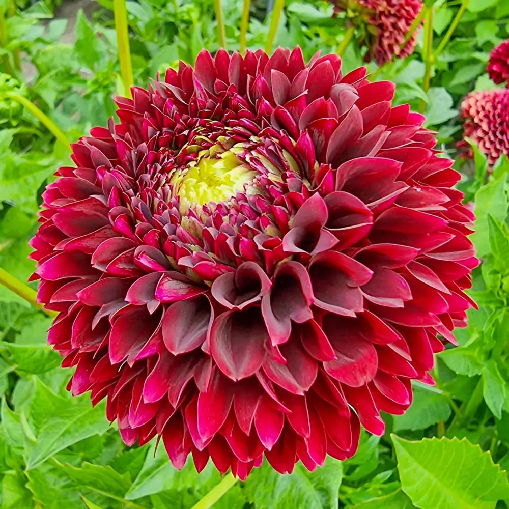 Giant Ball Dahlia Jowey Mirella - Image 3