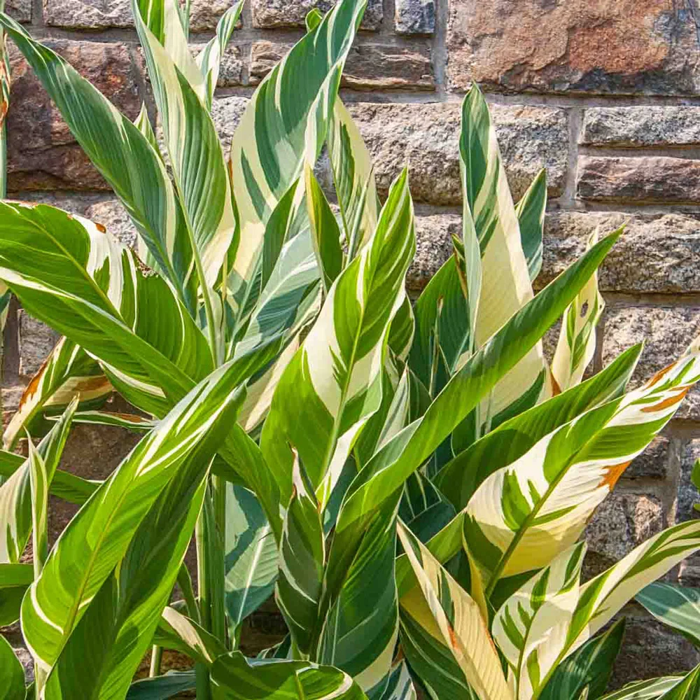 Variegated Giant Canna Stuttgart - Image 2