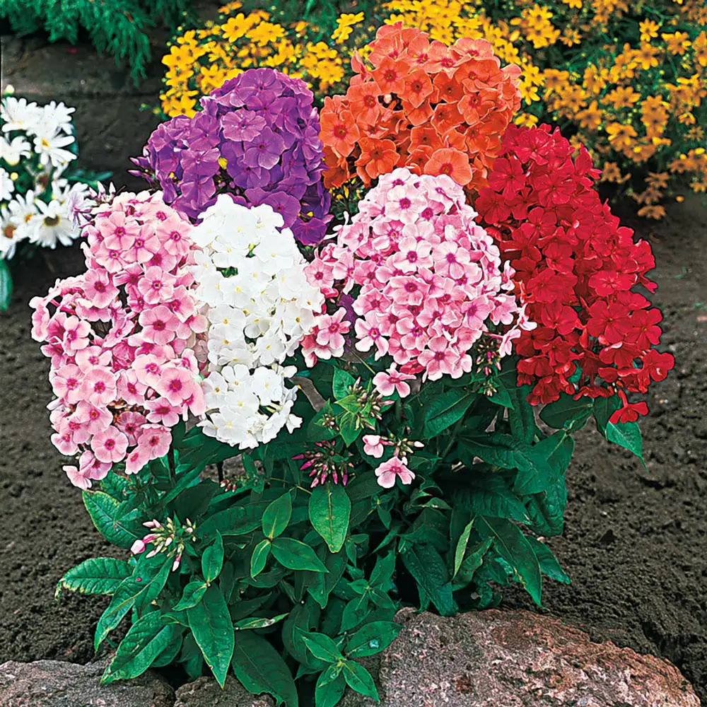 Hardy Tall Phlox Mix - Image 3