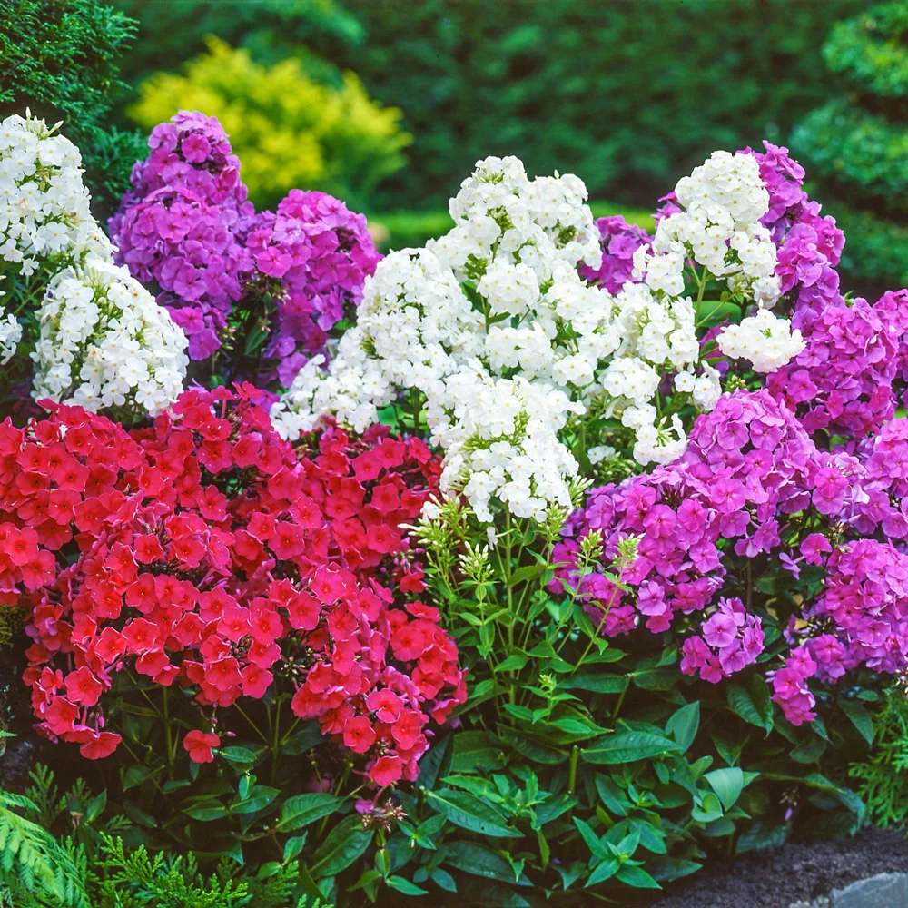 Hardy Tall Phlox Mix - Image 7