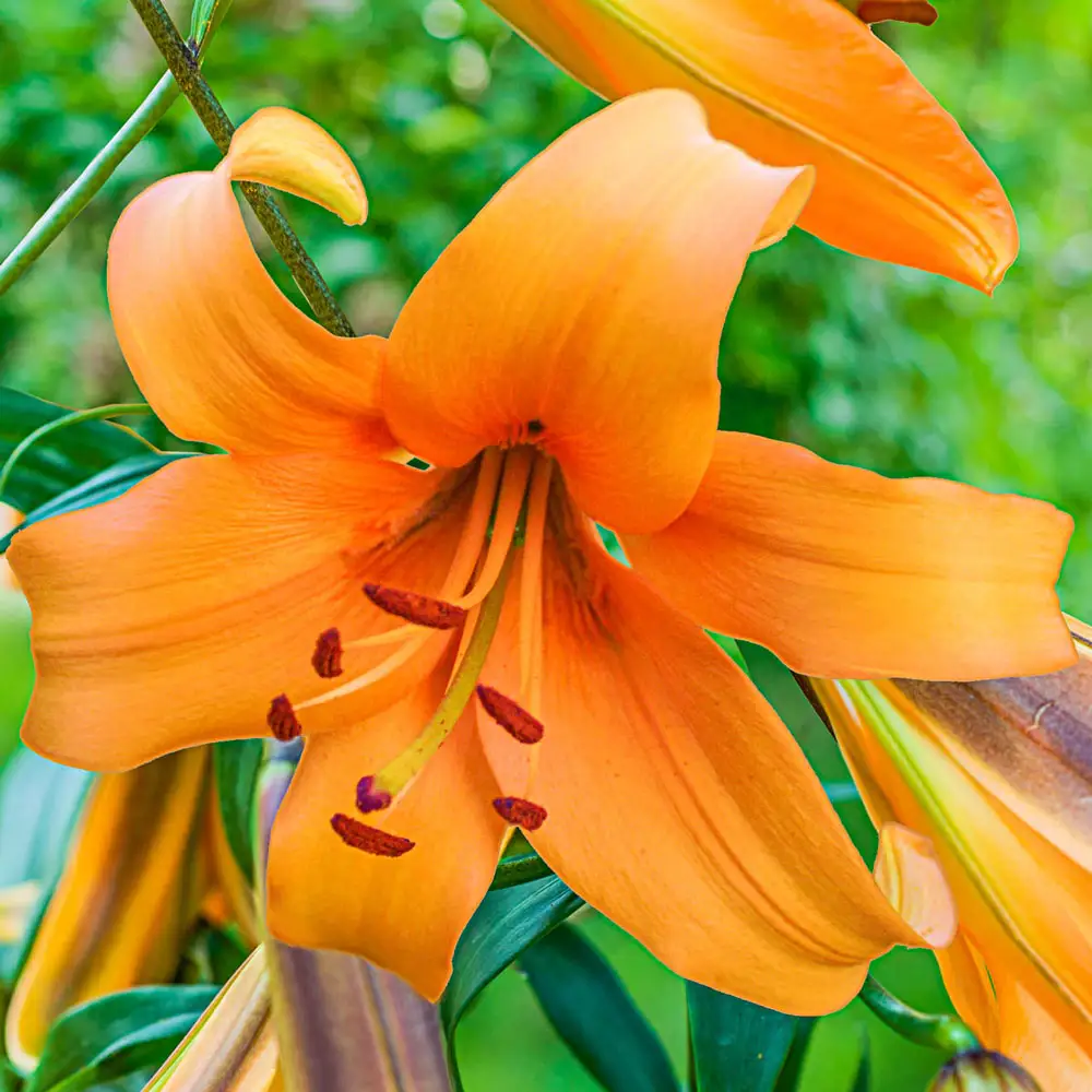 Orienpet Lily Orange Space
