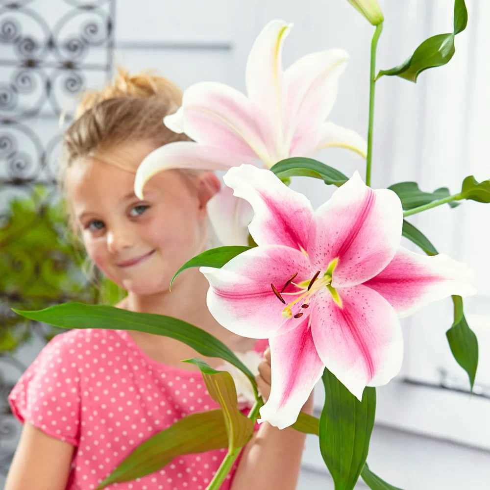 Giant Hybrid Lily Pink Brilliant