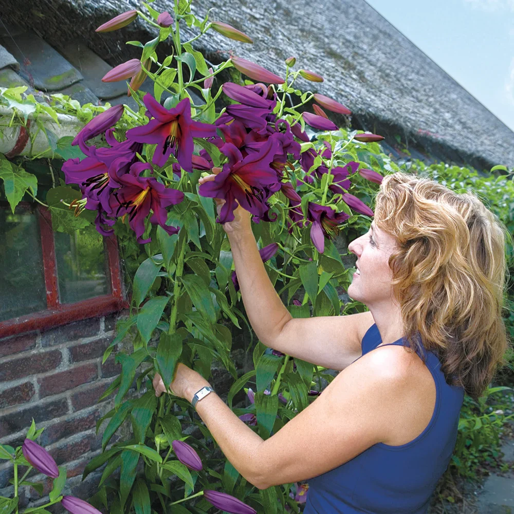 Giant Hybrid Lily Purple Prince - Image 2