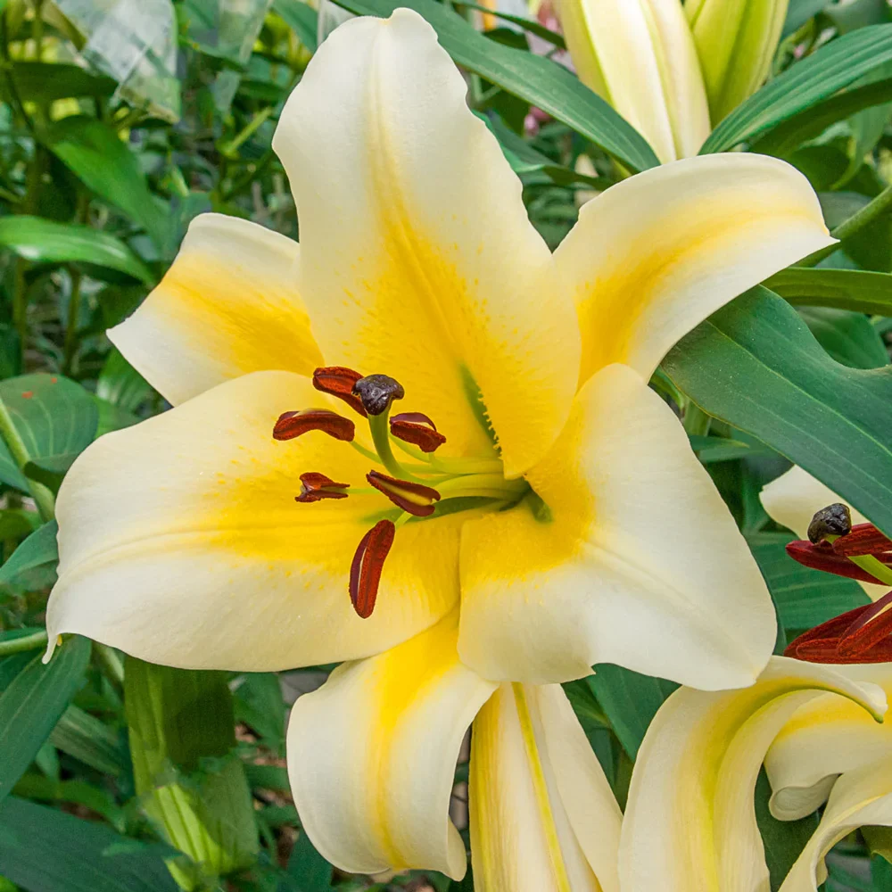 Giant Orienpet Lily Conca d'Or - Image 2
