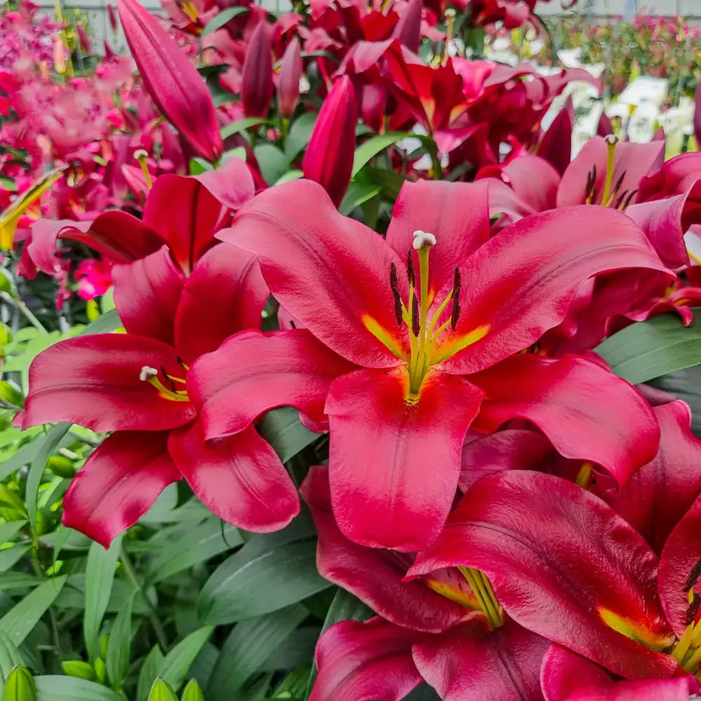 Giant Orienpet Lily Red Flash - Image 2