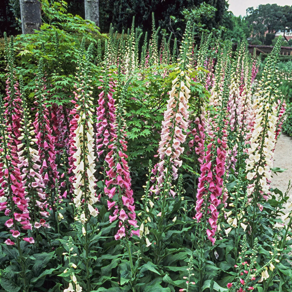 Digitalis Purpurea Giant Shirley - Image 3