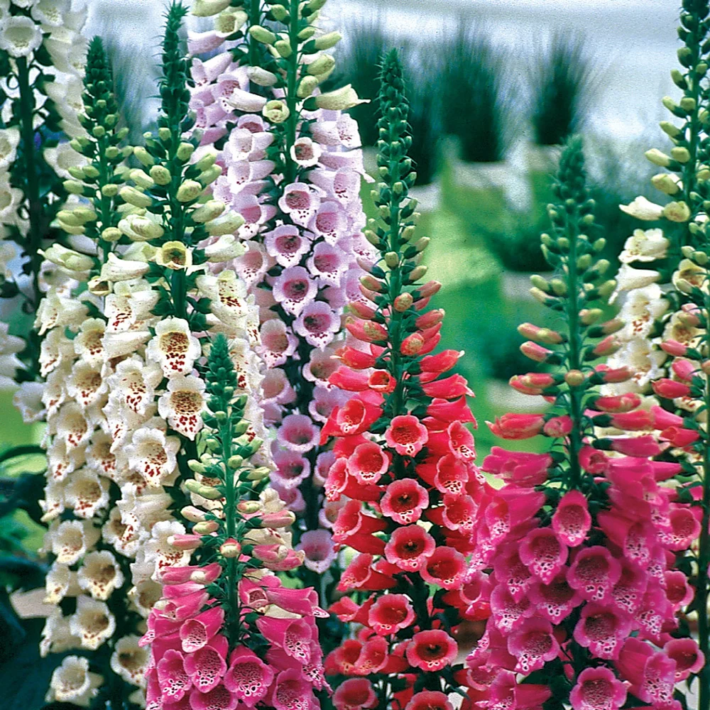 Digitalis Purpurea Giant Shirley - Image 4