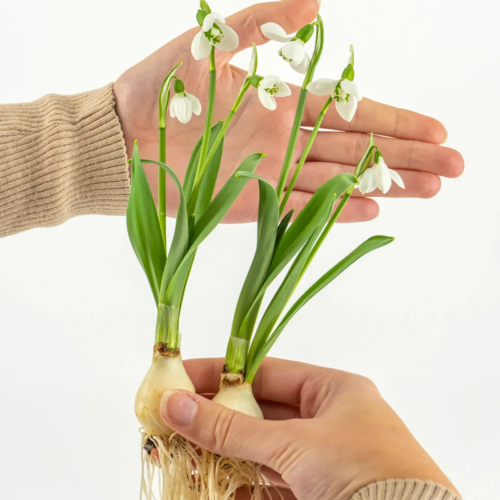 Giant Snowdrop Beluga - Image 4