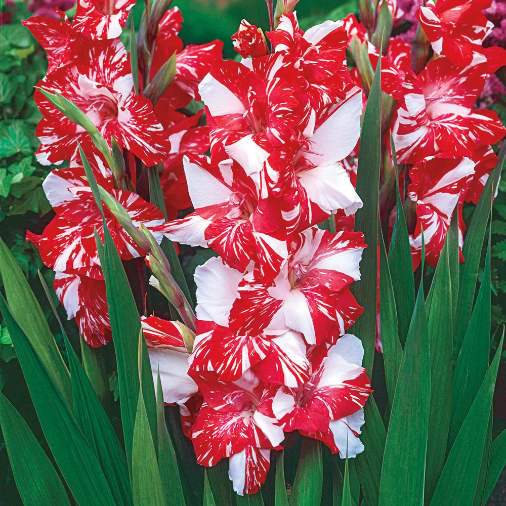 Gladiolus Koi Persuit