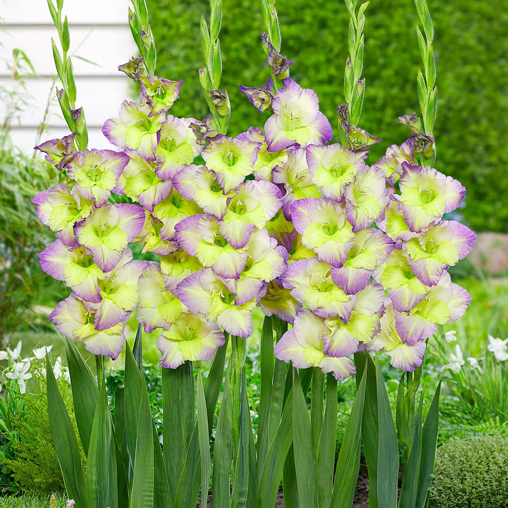 Gladiolus Moonlight Shadow