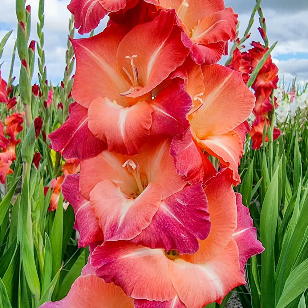 Gladiolus Ocaso - Image 2