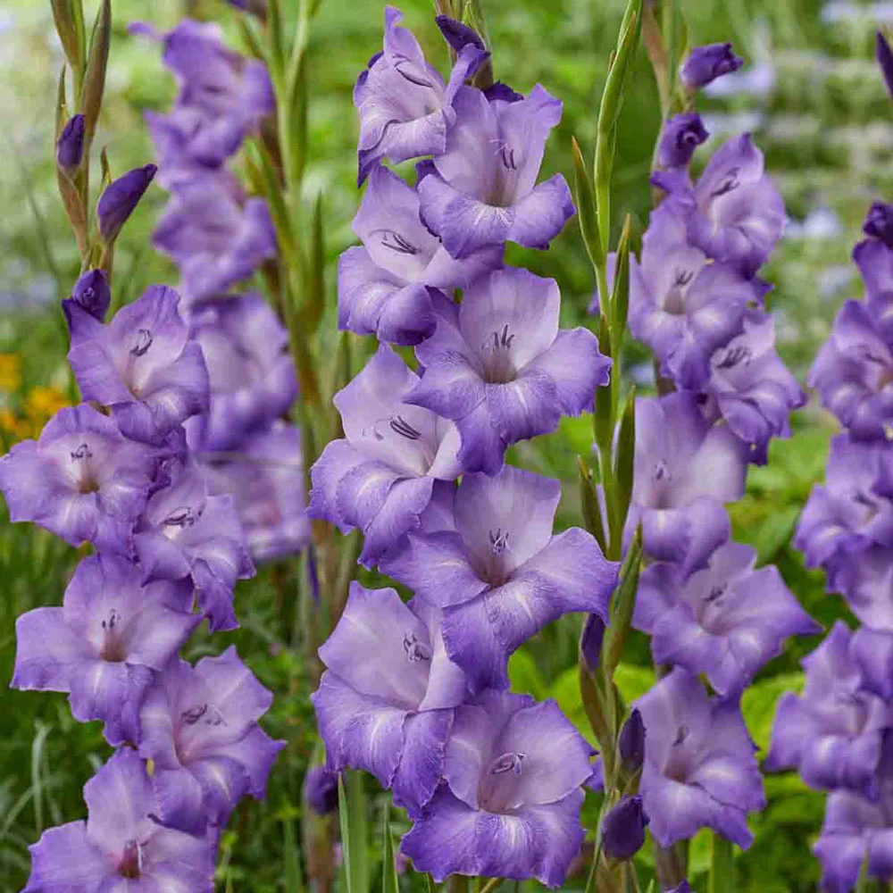 Gladiolus Performer