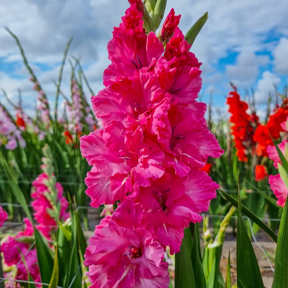 Gladiolus Sweet Love