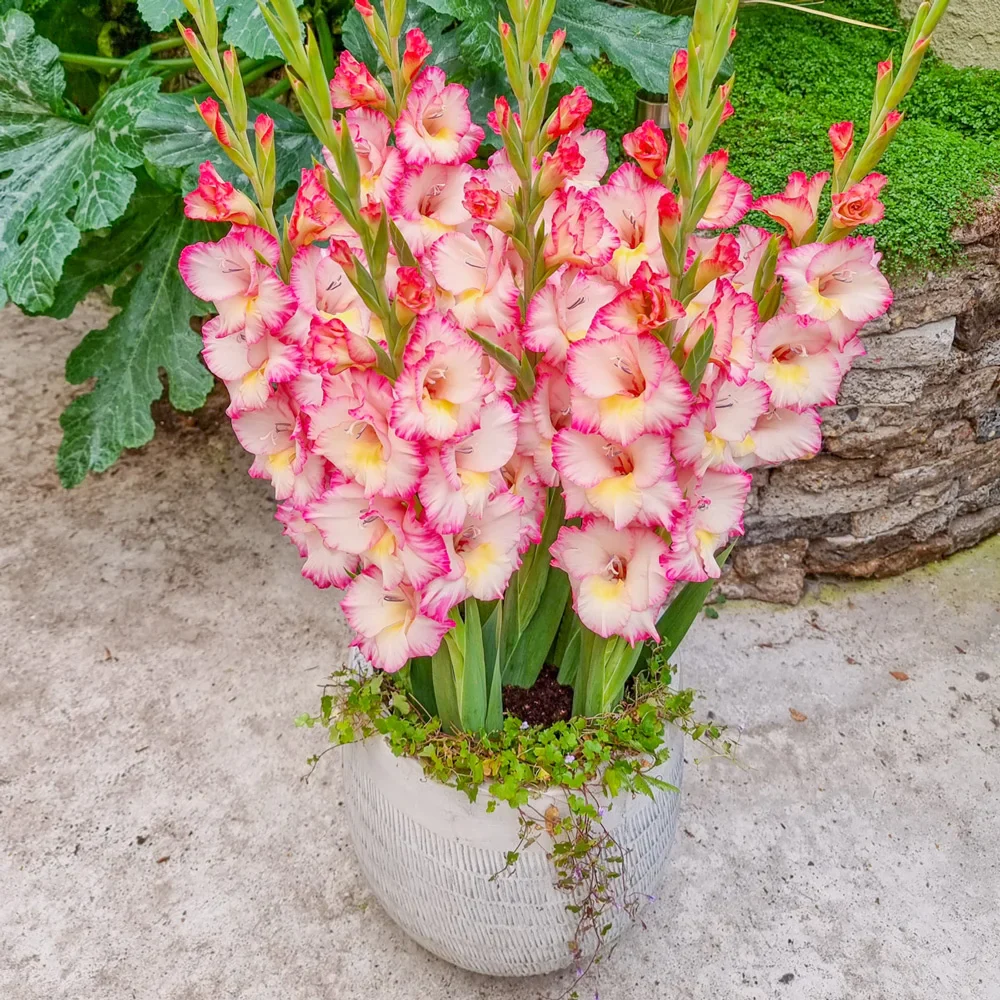Glamini® Gladiolus Emmy