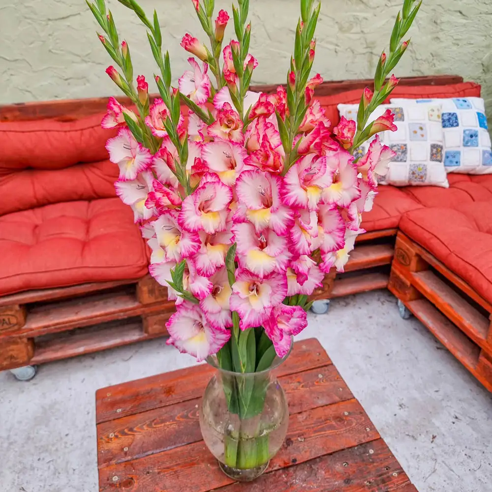 Glamini® Gladiolus Emmy - Image 2