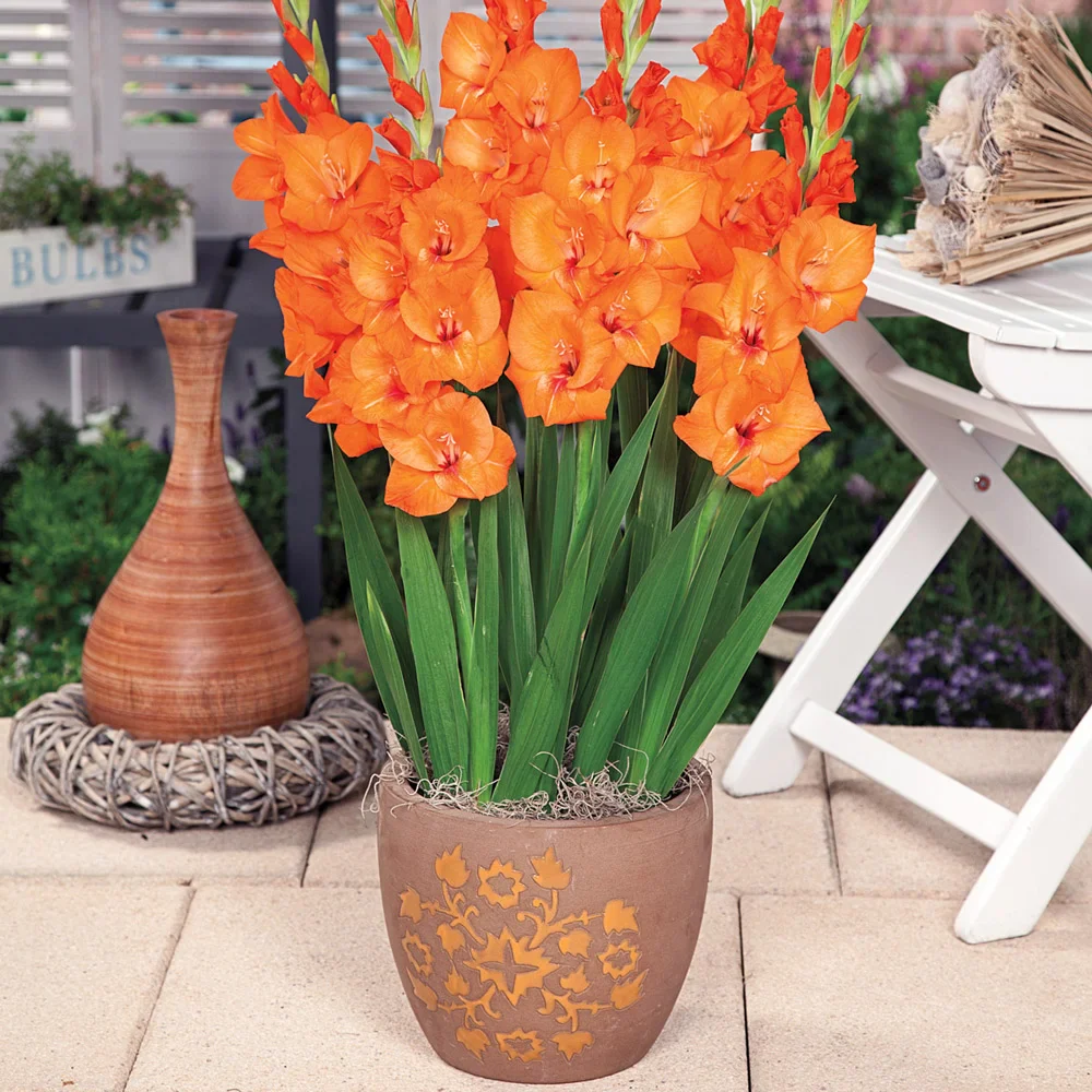 Glamini® Gladiolus Jenny