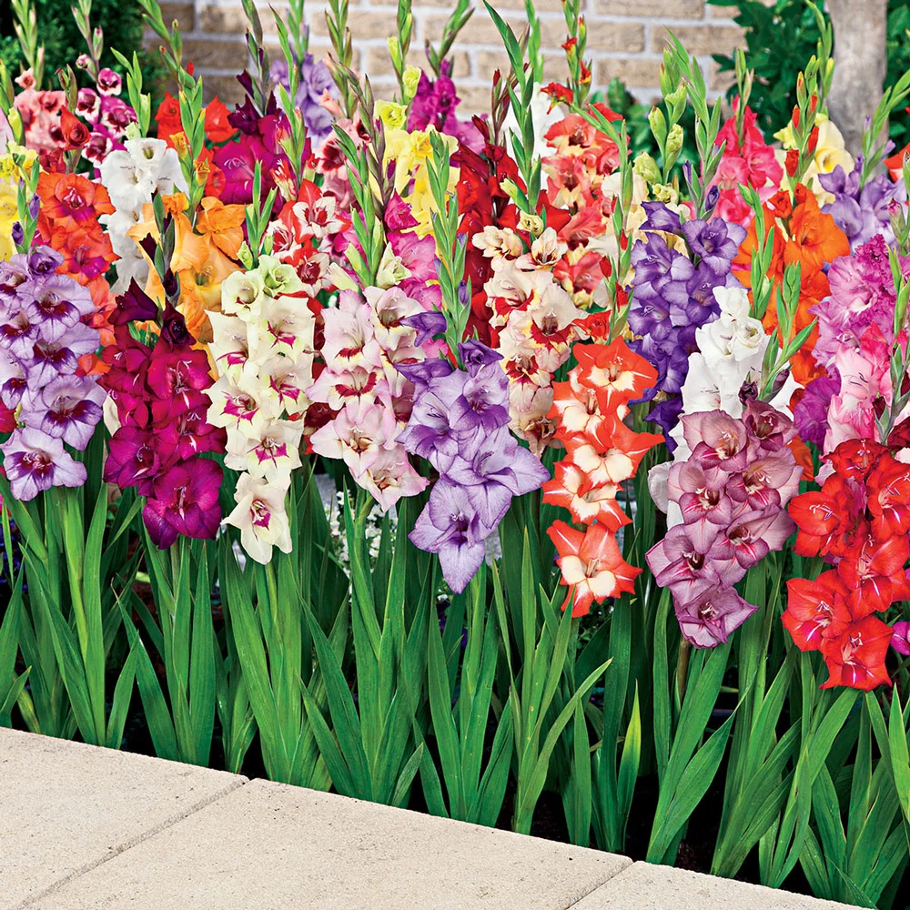 Glamini® Gladiolus Mixed - Image 2