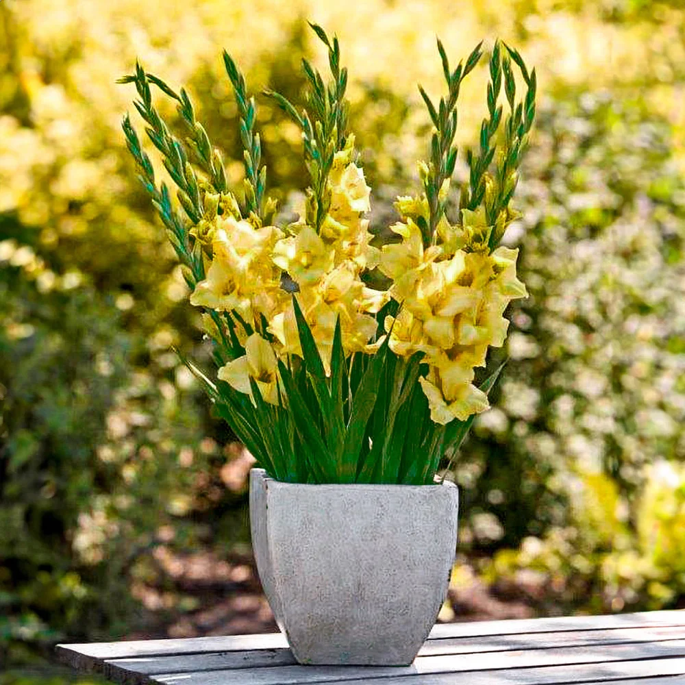 Glamini® Gladiolus Silvia