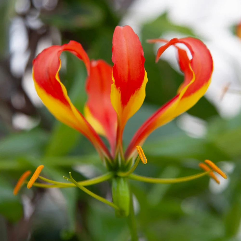Gloriosa Lily - Image 2