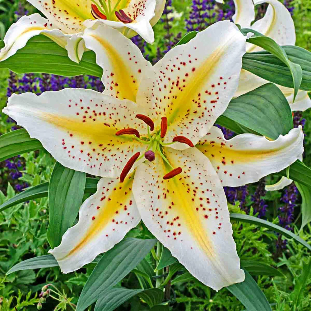 Oriental Lily Gold Band
