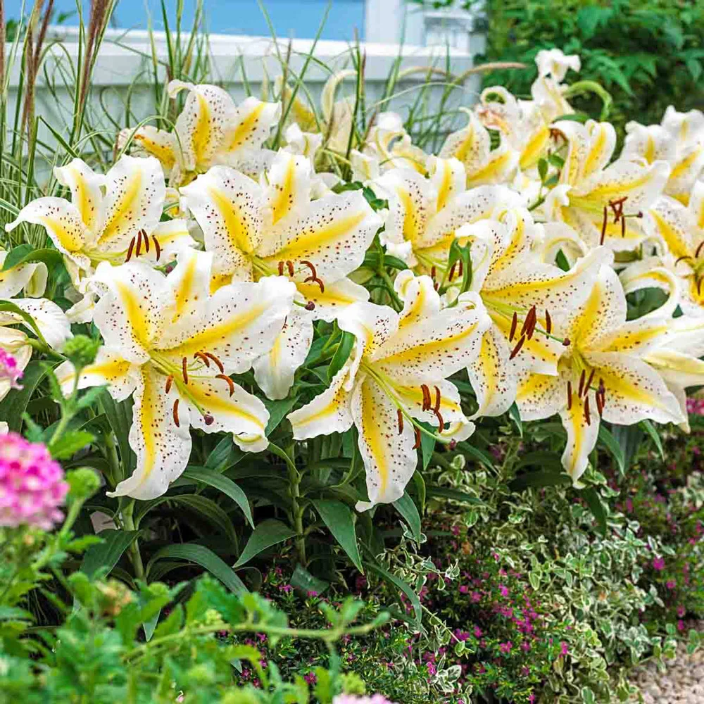 Oriental Lily Gold Band - Image 3