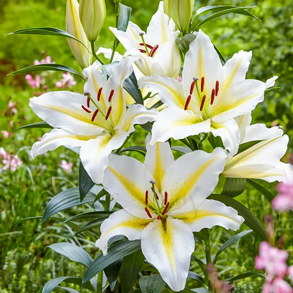 Oriental Lily Gold Band - Image 4