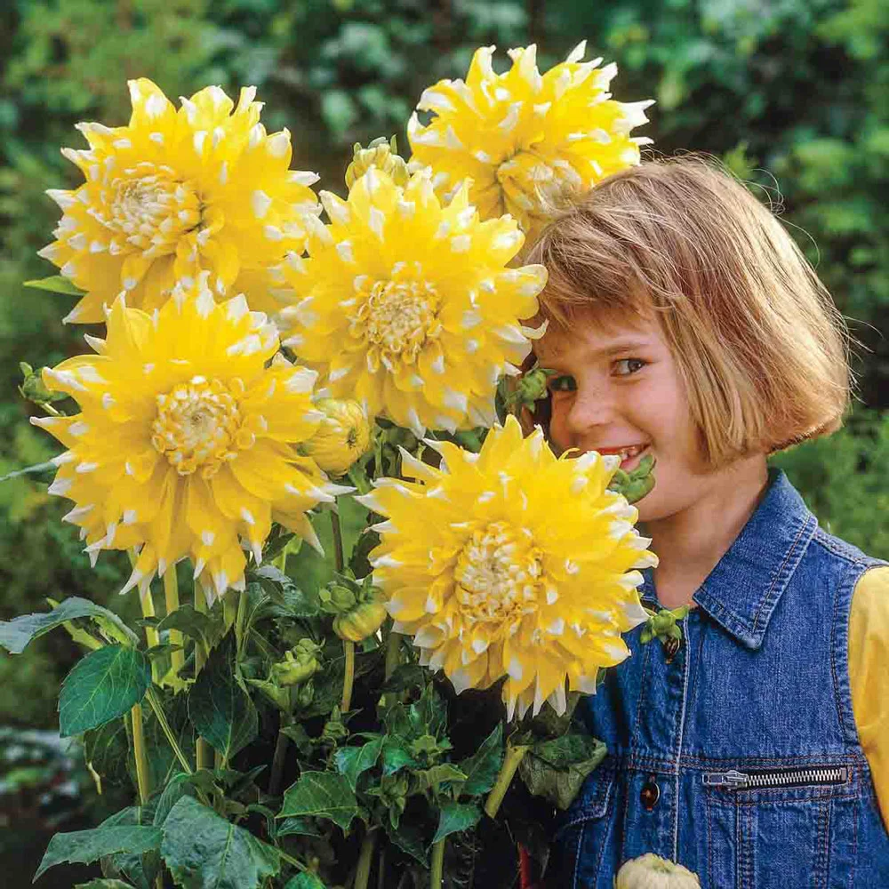 Giant Dinnerplate Dahlia Grand Prix - Image 3
