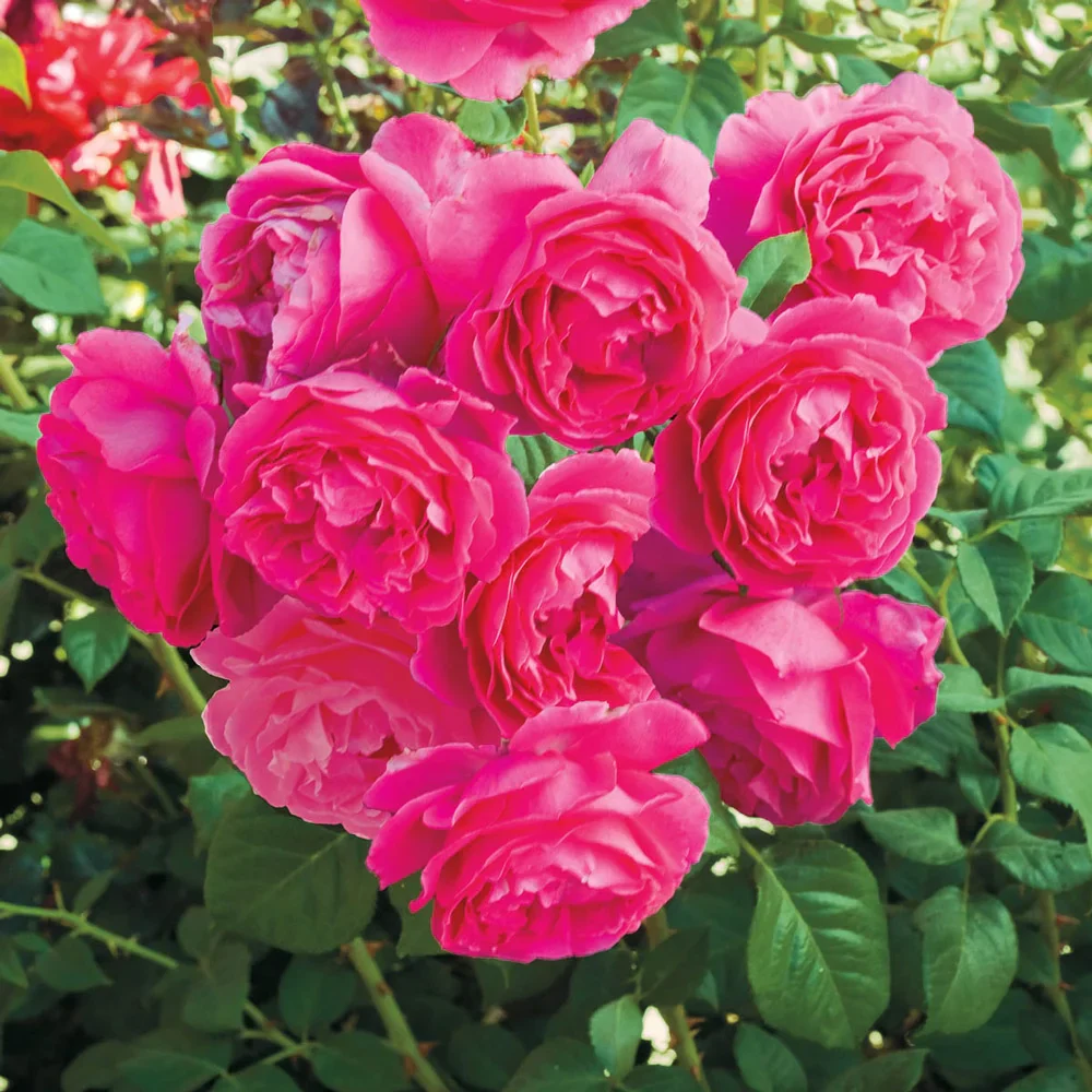 Grande Dame™ Hybrid Tea Rose