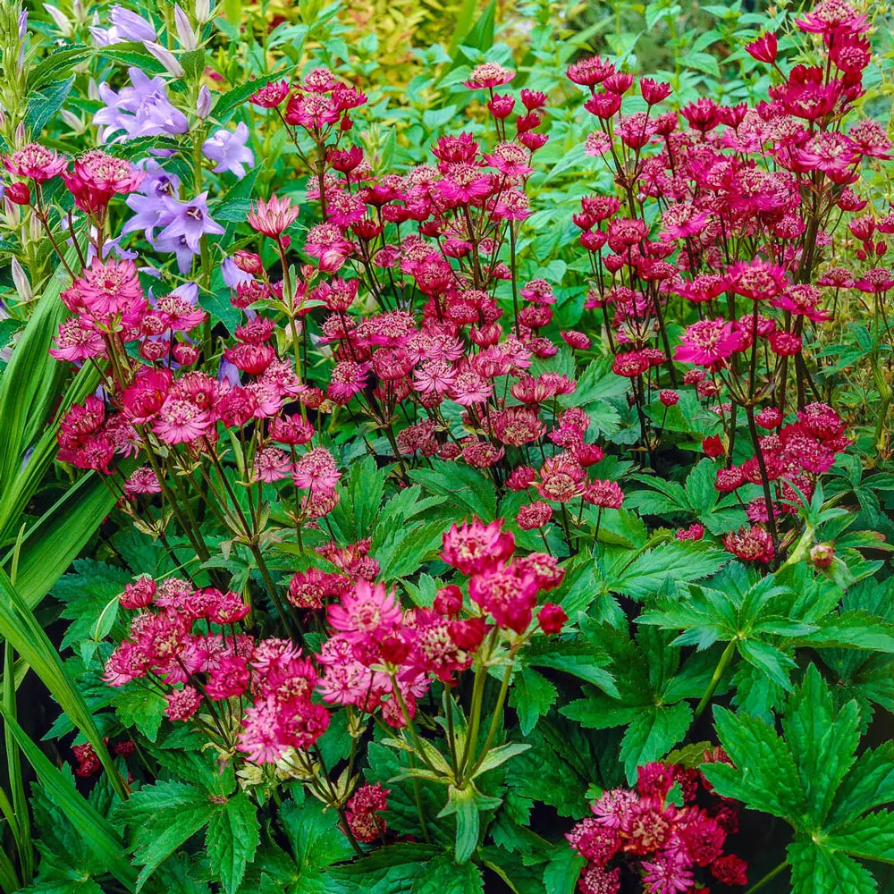 Great Masterwort Claret - Image 2