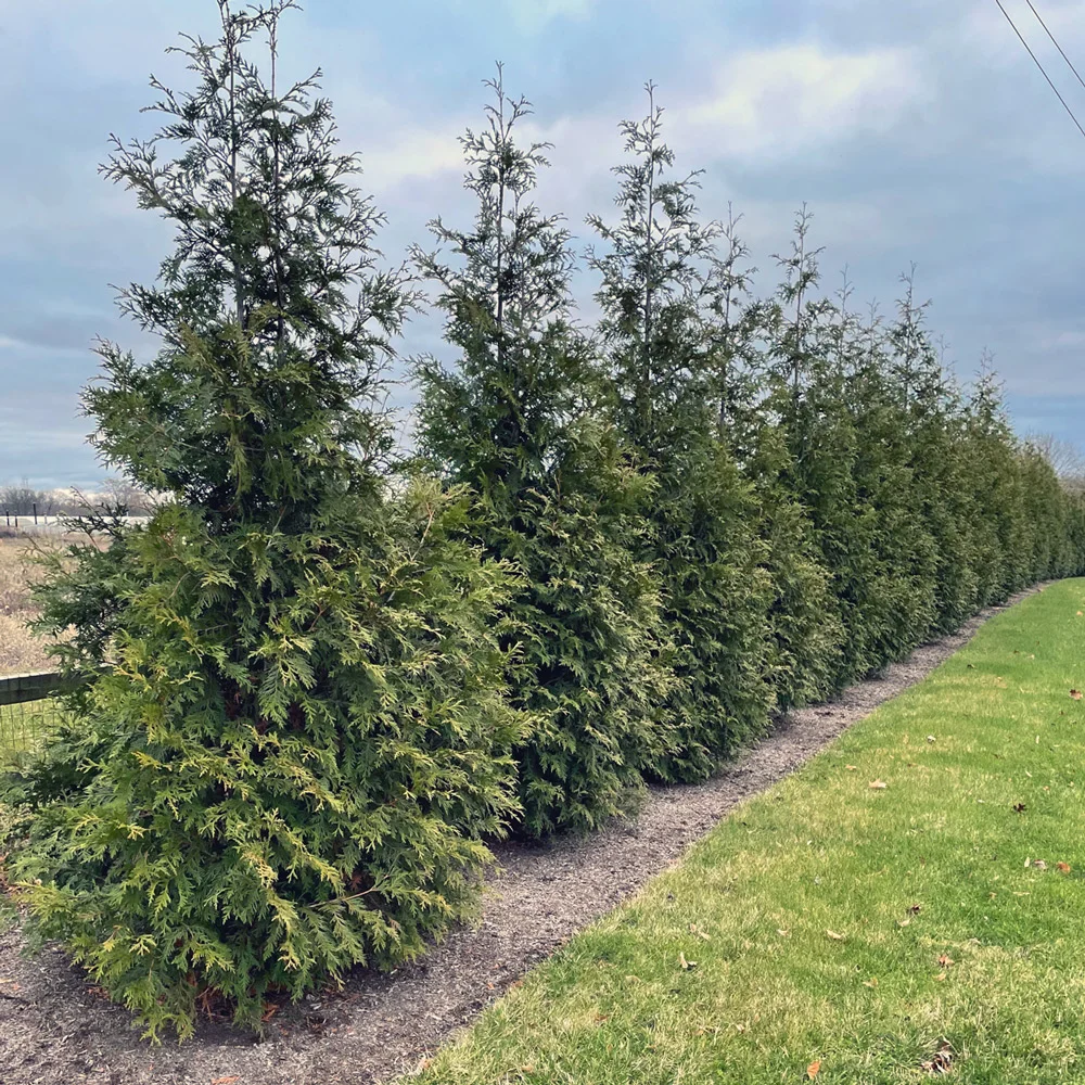 Green Giant Arborvitae Hedge