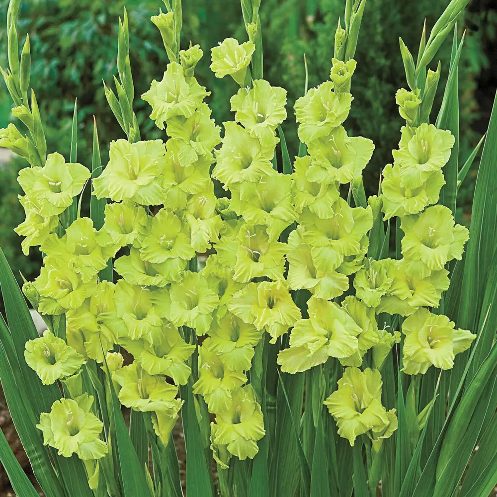 Gladiolus Green Star - Image 2