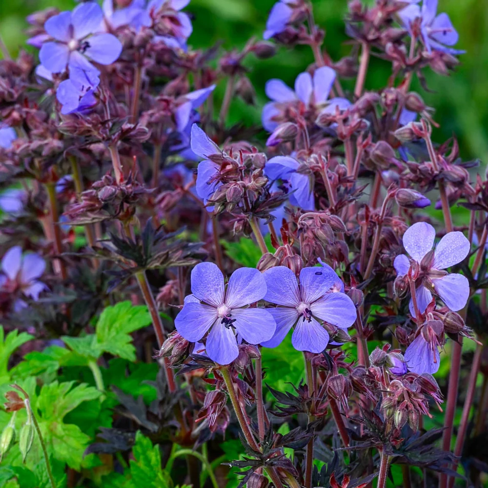 Hardy Geranium Dark Reiter - Image 2